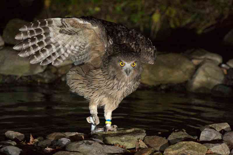鳥好きな人～♪