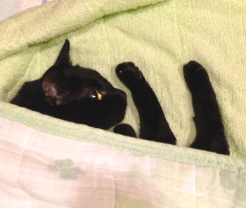 写真うつりが悪いから?イギリスで捨てられる黒猫たちが急増