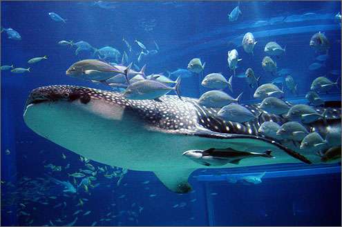 【ガルちゃん水族館】好きな海の生き物の写真をください(*^^*)