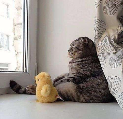 きっと彼らはすごいことを考えてる…物思いにふける動物たちの写真13枚