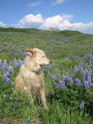 きっと彼らはすごいことを考えてる…物思いにふける動物たちの写真13枚