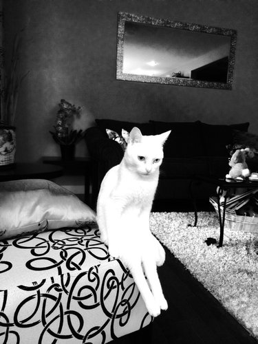 きっと彼らはすごいことを考えてる…物思いにふける動物たちの写真13枚