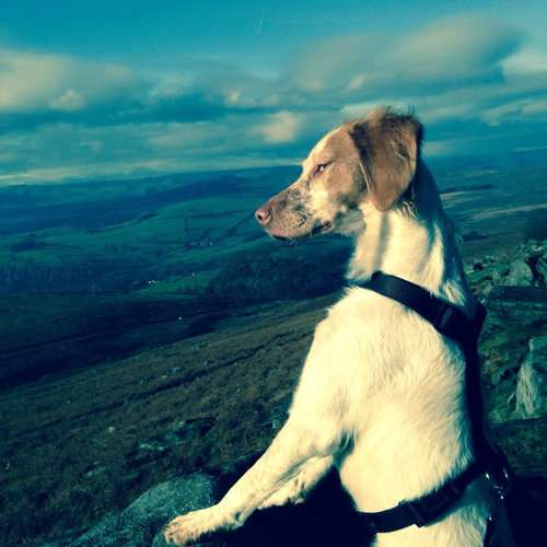 きっと彼らはすごいことを考えてる…物思いにふける動物たちの写真13枚