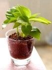 生活におしゃれな観葉植物を【ハイドロカルチャー入門】 - NAVER まとめ