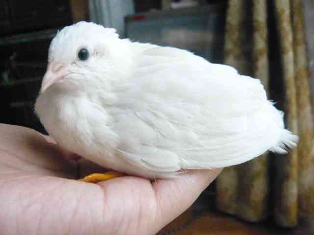 鳥好きな人～♪
