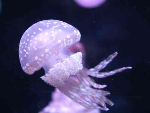 【ガルちゃん水族館】好きな海の生き物の写真をください(*^^*)