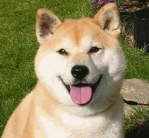 自分を動物に例えると?