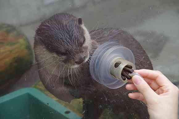 流水パイプを泳いで下る「流しカワウソ」が人気