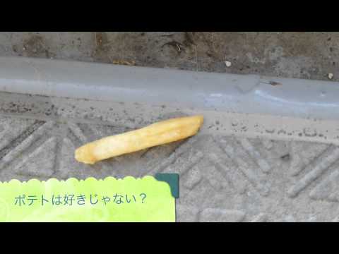 マック・ポテトを避けて通るアリさん - YouTube