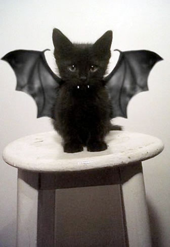 写真うつりが悪いから?イギリスで捨てられる黒猫たちが急増
