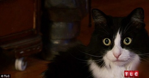 【閲覧注意？】猫の毛玉を食べ続ける女性～今まで食べた毛玉は3200個 (￣x￣;)ｵｴｯﾌﾟ