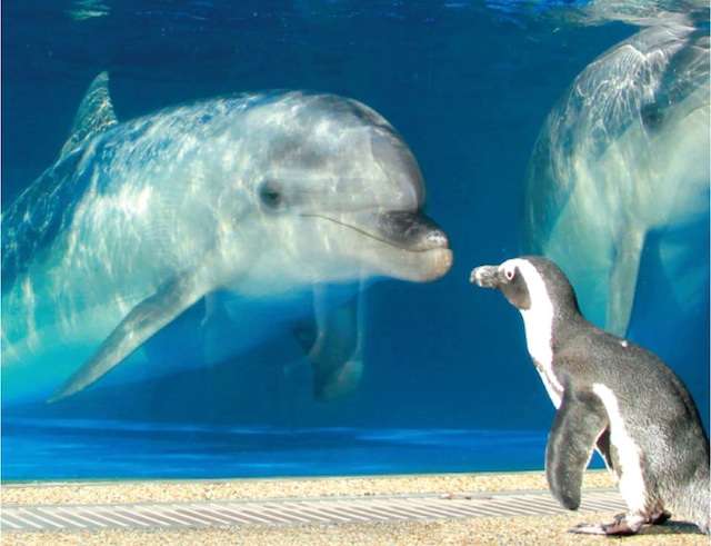 【ガルちゃん水族館】好きな海の生き物の写真をください(*^^*)