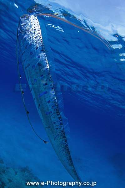 【ガルちゃん水族館】好きな海の生き物の写真をください(*^^*)