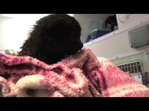 Victoria the kitten found on London Underground train - YouTube