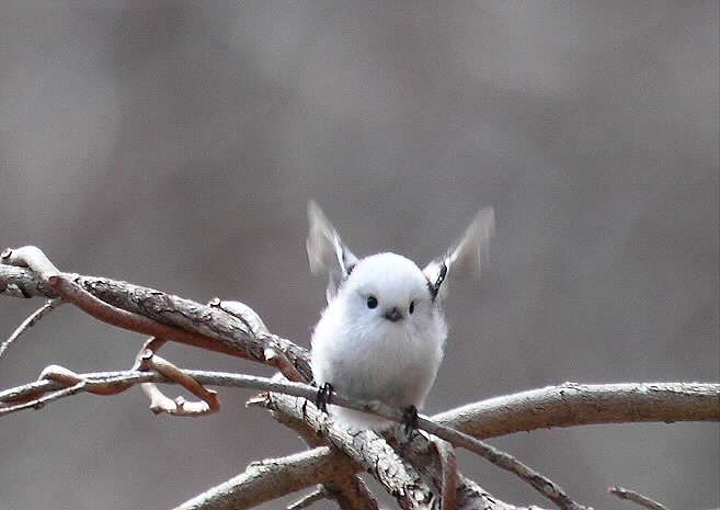 鳥好きな人～♪