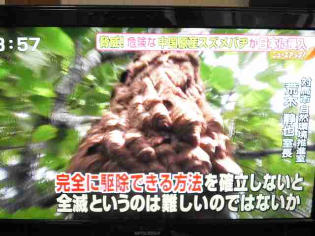 【虫画像注意】中国の凶暴な「ツマアカスズメバチ」が対馬に上陸「一気に国内に広がる恐れがある」