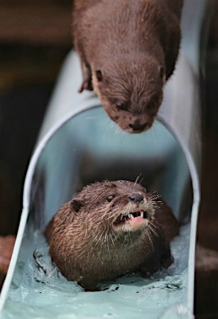 愛くるしい「流しカワウソ」（時事通信） - 写真 - Yahoo!ニュース