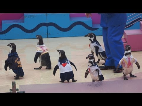 【ガルちゃん水族館】好きな海の生き物の写真をください(*^^*)
