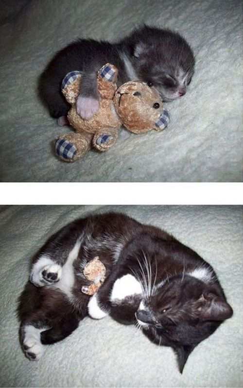 【画像】猫の成長　昔は可愛かったのになあ