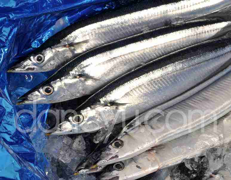 サケ網にブリ、1600円のサンマ…北の海に異変