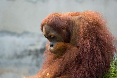 きっと彼らはすごいことを考えてる…物思いにふける動物たちの写真13枚