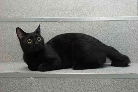 写真うつりが悪いから?イギリスで捨てられる黒猫たちが急増