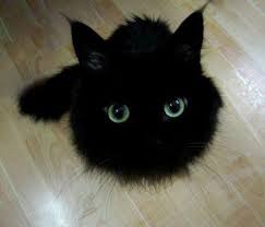 写真うつりが悪いから?イギリスで捨てられる黒猫たちが急増