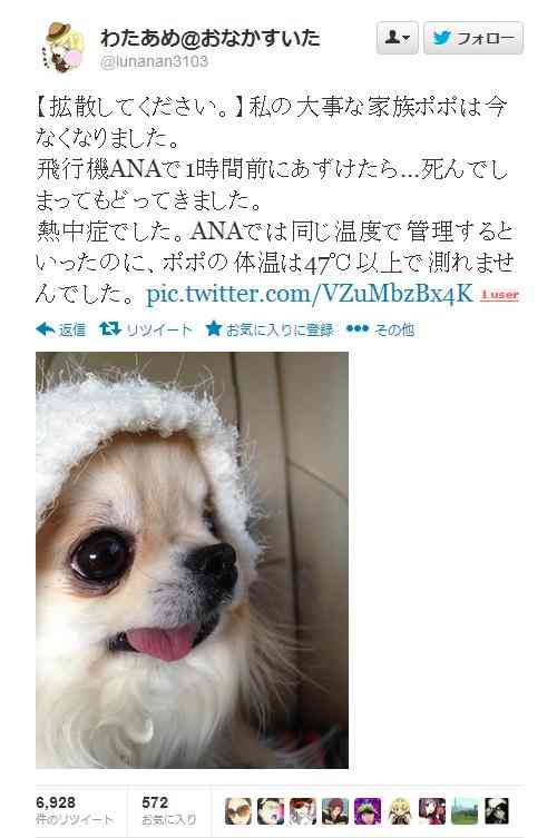 ANAがペットサービスで預かったチワワを熱中症で殺す→ANA「うちに責任はない、契約書よく読め」