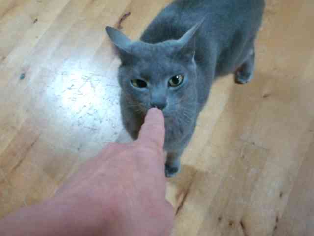 ペットを飼ってよかったなぁと思った時