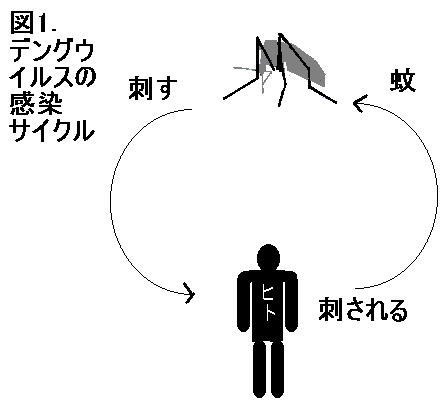 新潟の男性「デング熱」陽性反応
