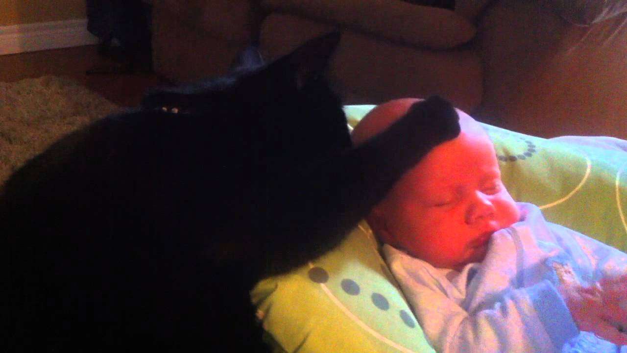 Cat soothing crying baby to sleep - too cute! - YouTube