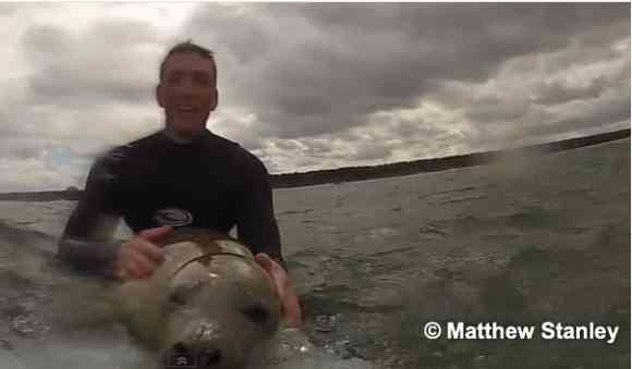 サーフィン中にアザラシの赤ちゃんが乱入 → 人間と野生のアザラシが一緒にサーフィンする様子をボードに付けたカメラが記録していた