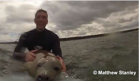 サーフィン中にアザラシの赤ちゃんが乱入 → 人間と野生のアザラシが一緒にサーフィン / ボードに取り付けていた GoPro がその様子を記録していた | ロケットニュース24