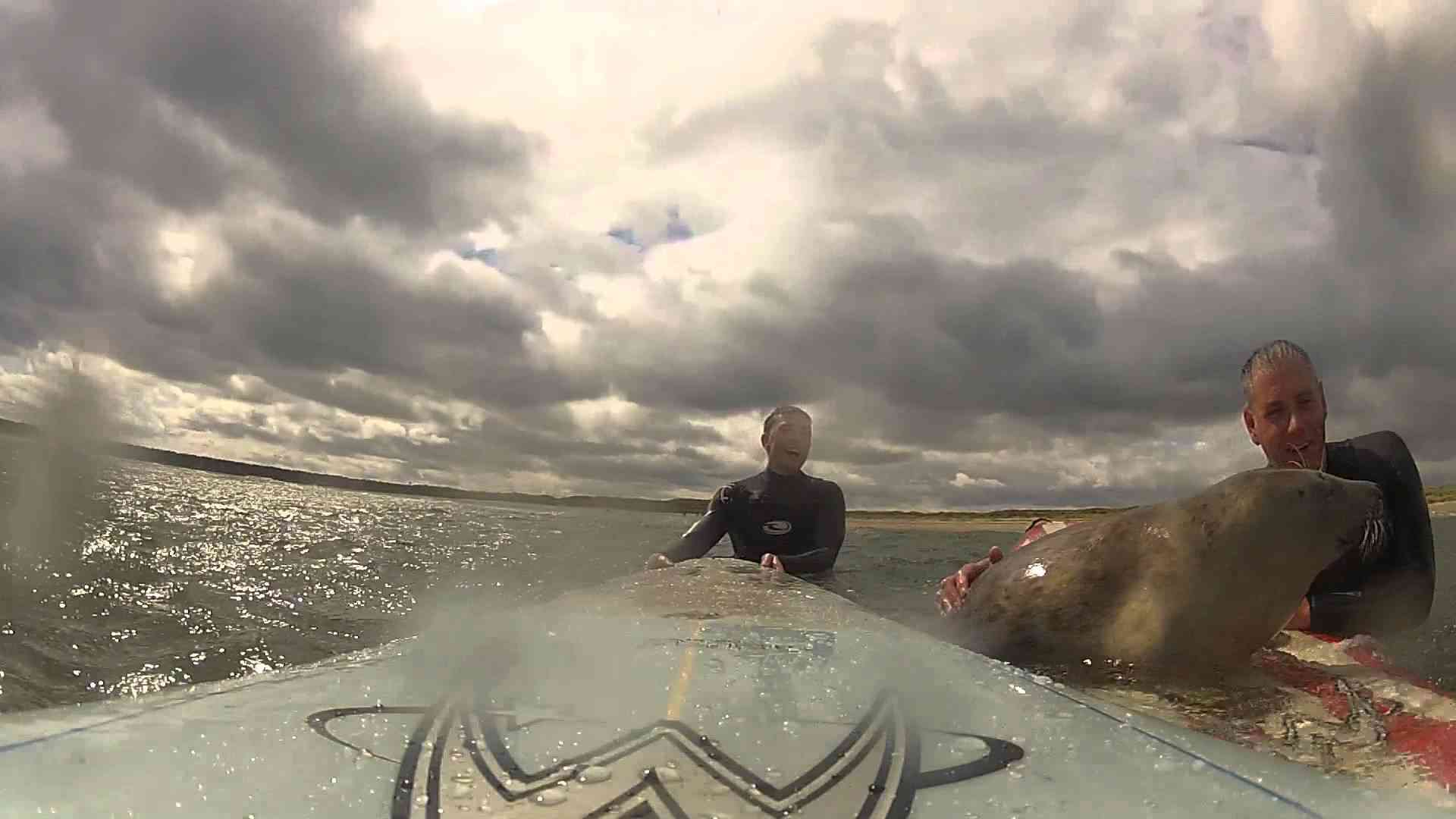BABY SEAL comes surfing! :) ©matthew stanley - YouTube