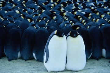 鳥好きな人～♪