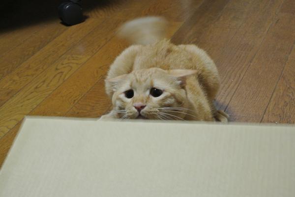 【画像】猫の成長　昔は可愛かったのになあ