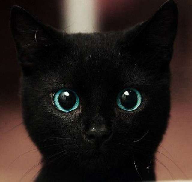 写真うつりが悪いから?イギリスで捨てられる黒猫たちが急増