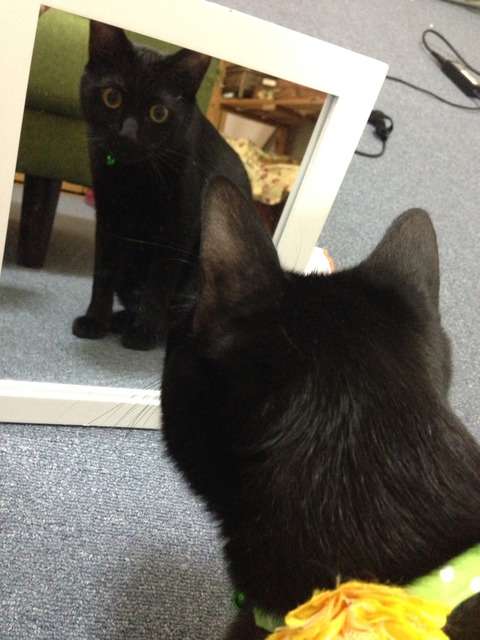 写真うつりが悪いから?イギリスで捨てられる黒猫たちが急増