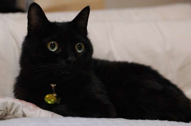 写真うつりが悪いから?イギリスで捨てられる黒猫たちが急増