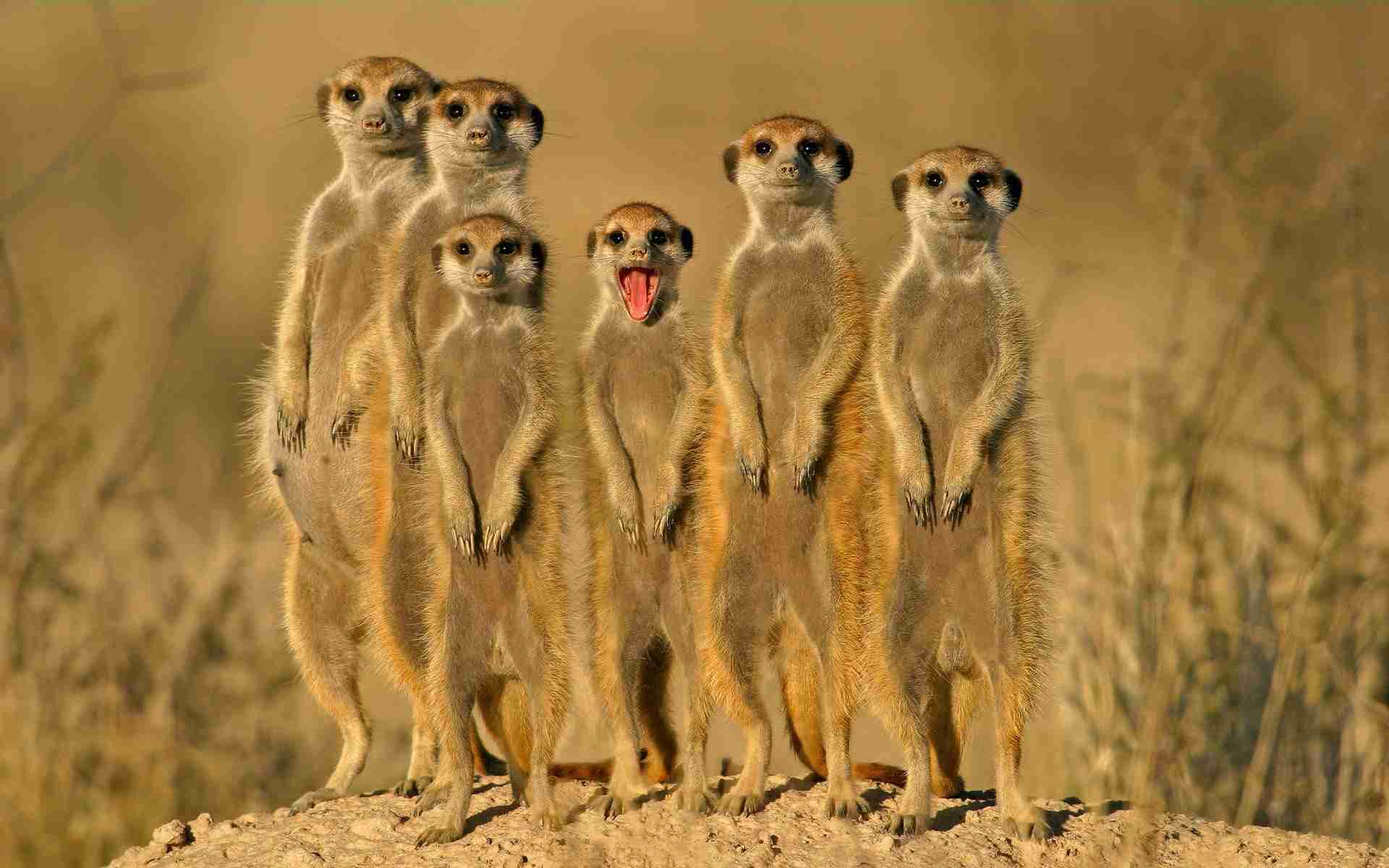自分を動物に例えると?