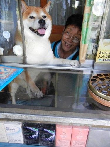 【画像】東京のたばこ屋で店番をする柴犬が可愛すぎると海外で話題に