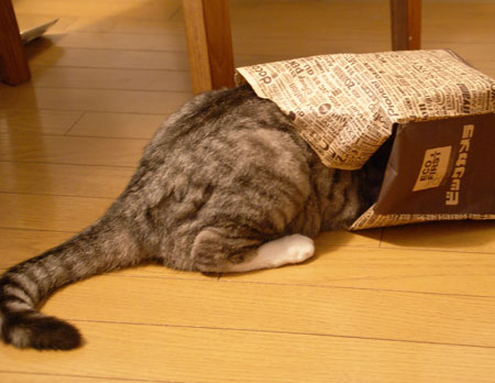 「うちの猫を初めて外に連れて行ったら…とてもシュールな光景になった」(動画)