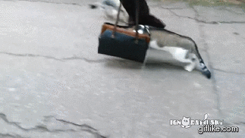 「うちの猫を初めて外に連れて行ったら…とてもシュールな光景になった」(動画)