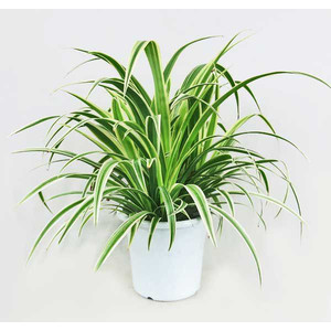 置きたい！部屋の空気をきれいにしてくれる「スーパー観葉植物」7種