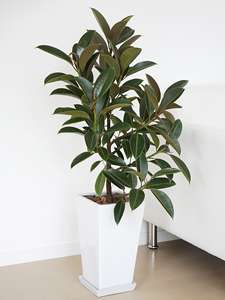置きたい！部屋の空気をきれいにしてくれる「スーパー観葉植物」7種