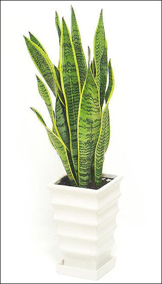 置きたい！部屋の空気をきれいにしてくれる「スーパー観葉植物」7種
