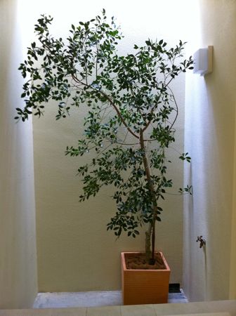 置きたい！部屋の空気をきれいにしてくれる「スーパー観葉植物」7種