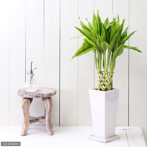 置きたい！部屋の空気をきれいにしてくれる「スーパー観葉植物」7種