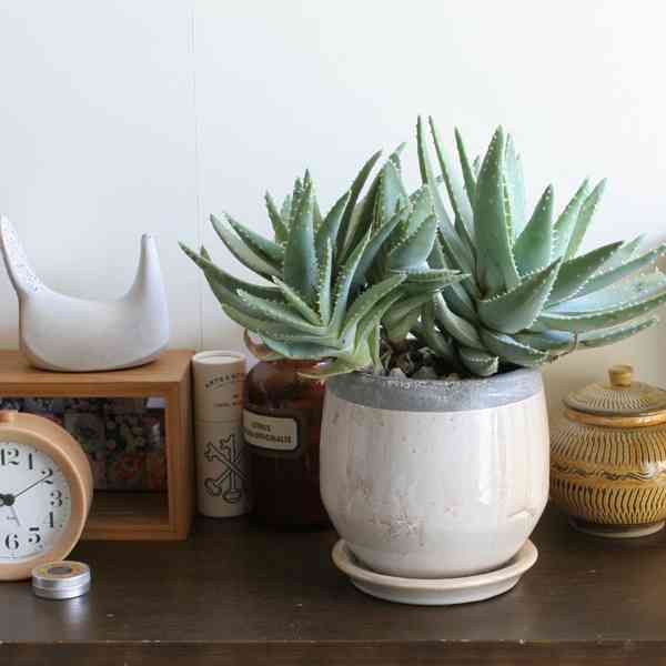置きたい！部屋の空気をきれいにしてくれる「スーパー観葉植物」7種