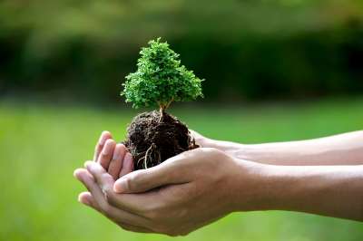 置きたい！部屋の空気をきれいにしてくれる「スーパー観葉植物」7種